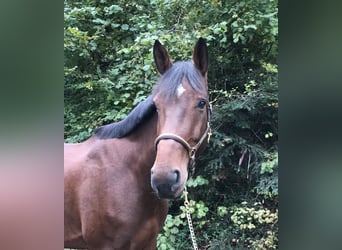 Cavallo sportivo belga, Castrone, 7 Anni