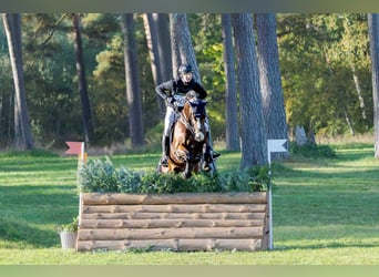 Cavallo sportivo belga, Castrone, 8 Anni, 178 cm, Baio