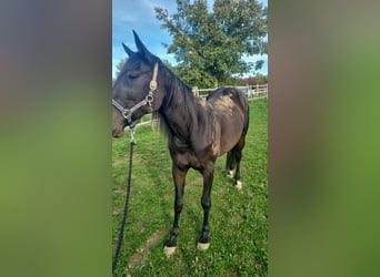 Cavallo sportivo belga, Giumenta, 10 Anni, 160 cm, Baio scuro