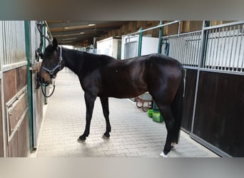 Cavallo sportivo belga, Giumenta, 10 Anni, 160 cm, Baio scuro