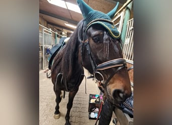 Cavallo sportivo belga, Giumenta, 10 Anni, 160 cm, Baio scuro