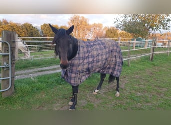 Cavallo sportivo belga, Giumenta, 10 Anni, 160 cm, Baio scuro