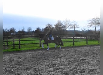 Cavallo sportivo belga, Giumenta, 10 Anni, 166 cm, Baio