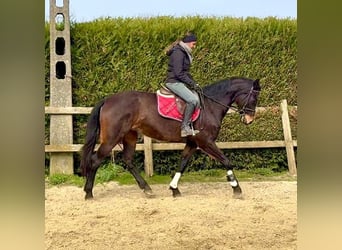 Cavallo sportivo belga, Giumenta, 13 Anni, 160 cm, Baio scuro