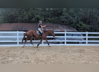 Cavallo sportivo belga, Giumenta, 13 Anni, 173 cm, Sauro