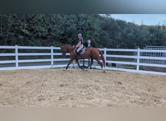 Cavallo sportivo belga, Giumenta, 13 Anni, 173 cm, Sauro