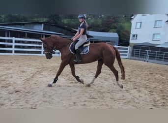 Cavallo sportivo belga, Giumenta, 13 Anni, 173 cm, Sauro