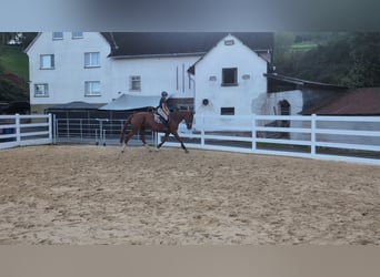 Cavallo sportivo belga, Giumenta, 13 Anni, 173 cm, Sauro