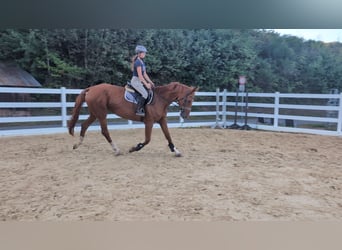 Cavallo sportivo belga, Giumenta, 13 Anni, 173 cm, Sauro