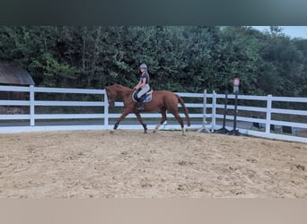 Cavallo sportivo belga, Giumenta, 13 Anni, 173 cm, Sauro