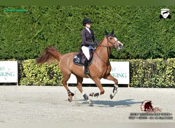 Cavallo sportivo belga, Giumenta, 13 Anni, Sauro