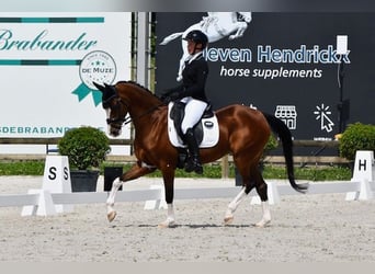 Cavallo sportivo belga, Giumenta, 16 Anni, 146 cm, Baio