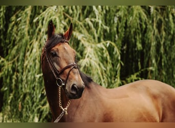 Cavallo sportivo belga, Giumenta, 1 Anno, Baio scuro
