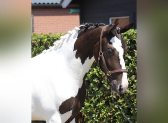 Cavallo sportivo belga, Giumenta, 2 Anni, 153 cm, Pezzato