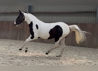 Cavallo sportivo belga, Giumenta, 2 Anni, 153 cm, Pezzato