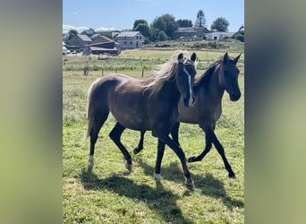 Cavallo sportivo belga Mix, Giumenta, 2 Anni, 158 cm