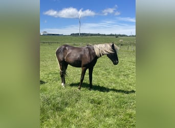 Cavallo sportivo belga Mix, Giumenta, 2 Anni, 158 cm