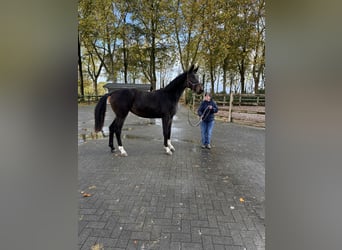 Cavallo sportivo belga, Giumenta, 2 Anni, 170 cm, Baio scuro