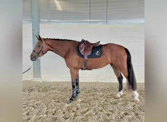 Cavallo sportivo belga, Giumenta, 3 Anni, 166 cm, Baio ciliegia