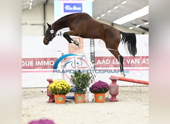 Cavallo sportivo belga, Giumenta, 3 Anni, 170 cm