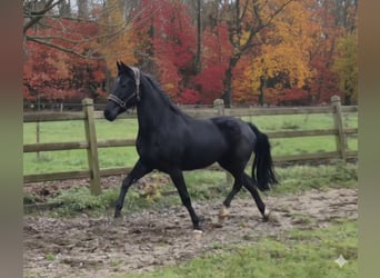 Cavallo sportivo belga, Giumenta, 4 Anni, 163 cm, Morello