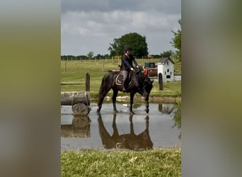Cavallo sportivo belga, Giumenta, 5 Anni, 144 cm, Morello