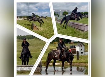 Cavallo sportivo belga, Giumenta, 5 Anni, 144 cm, Morello