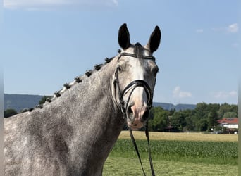 Cavallo sportivo belga, Giumenta, 5 Anni, 165 cm, Grigio pezzato