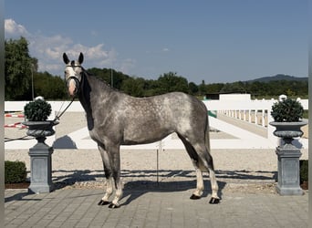 Cavallo sportivo belga, Giumenta, 5 Anni, 165 cm, Grigio pezzato