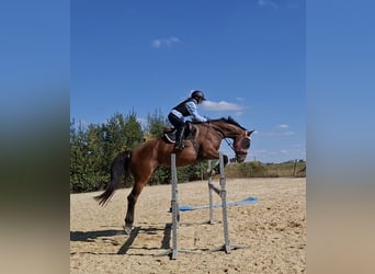 Cavallo sportivo belga, Giumenta, 5 Anni, 170 cm, Baio