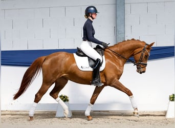 Cavallo sportivo belga, Giumenta, 6 Anni, 161 cm, Sauro scuro