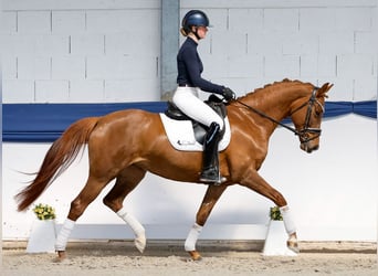 Cavallo sportivo belga, Giumenta, 6 Anni, 161 cm, Sauro scuro