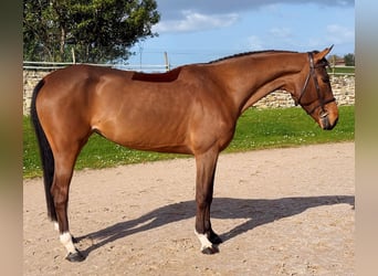 Cavallo sportivo belga, Giumenta, 6 Anni, 163 cm, Baio