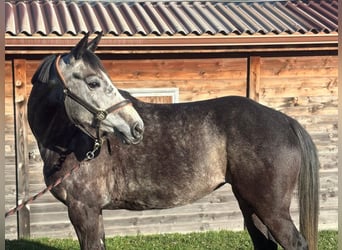 Cavallo sportivo belga, Giumenta, 6 Anni, 165 cm, Grigio