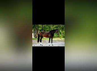 Cavallo sportivo belga, Giumenta, 6 Anni, 168 cm, Baio