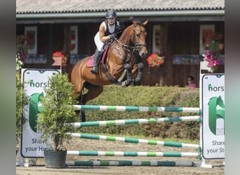 Cavallo sportivo belga, Giumenta, 6 Anni, 170 cm, Baio