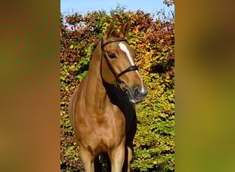 Cavallo sportivo belga, Giumenta, 7 Anni, 172 cm, Sauro