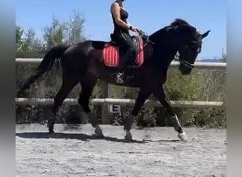 Cavallo sportivo belga, Giumenta, 8 Anni, 169 cm, Morello