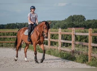 Cavallo sportivo belga, Giumenta, 8 Anni, 172 cm, Baio
