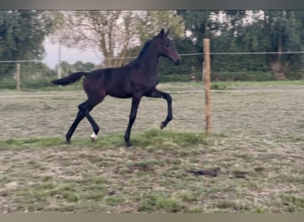 Cavallo sportivo belga, Giumenta, Puledri (05/2025), Baio