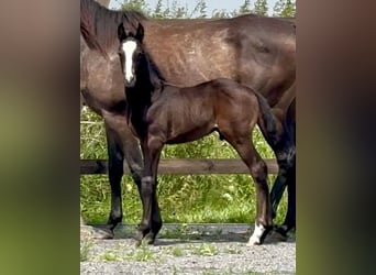 Cavallo sportivo belga, Stallone, 1 Anno, Baio scuro