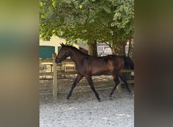 Cavallo sportivo belga, Stallone, 1 Anno, Baio scuro