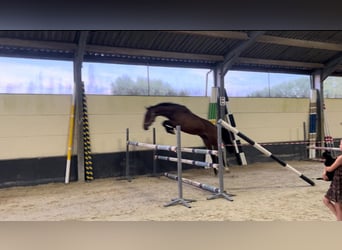 Cavallo sportivo belga, Stallone, 2 Anni, 163 cm, Baio ciliegia