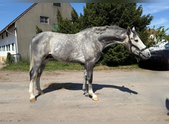 Cavallo sportivo belga, Stallone, 3 Anni, 160 cm, Grigio