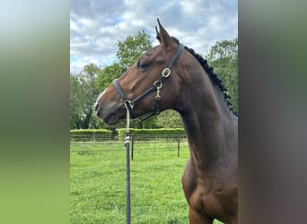 Cavallo sportivo belga, Stallone, 3 Anni, 163 cm, Baio