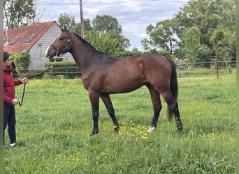 Cavallo sportivo belga, Stallone, 3 Anni, 163 cm, Baio