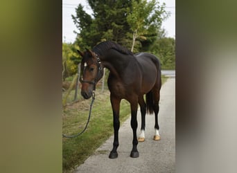 Cavallo sportivo belga, Stallone, 3 Anni, 168 cm, Baio scuro
