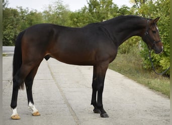 Cavallo sportivo belga, Stallone, 3 Anni, 168 cm, Baio scuro