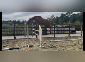 Cavallo sportivo belga, Stallone, 4 Anni, 166 cm, Sauro