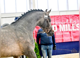 Cavallo sportivo belga, Stallone, 4 Anni, 172 cm, Falbo